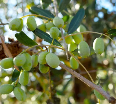 Olivenernte in der Fattoria la Vialla