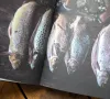 Kochbuch Suesswasserfische Rezept Forellen